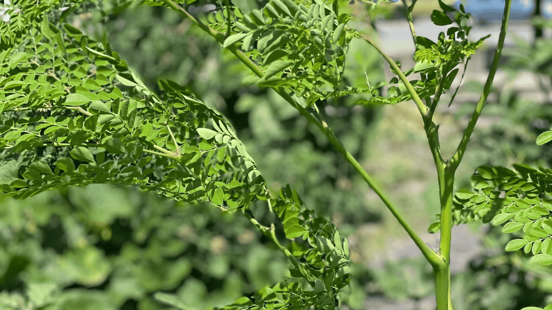 The first Moringa oil made in Quebec